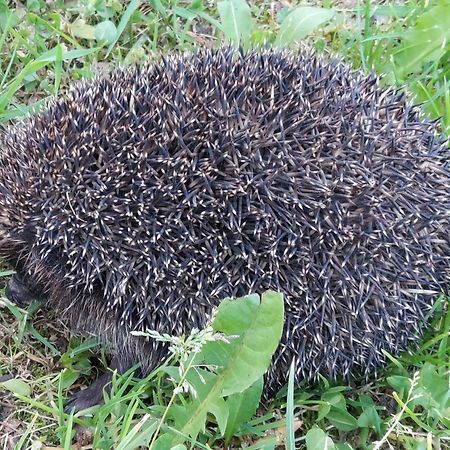 Willa Marysin Makow Podhalanski Bagian luar foto